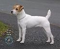 Parson Russell Terrier